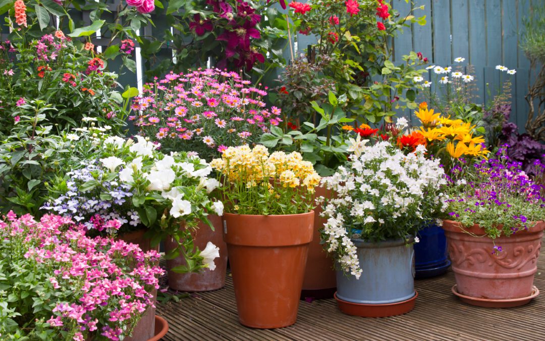 Sommer auf Balkon und Terrasse: Die passenden Pflanzen dazu gibt‘s bei uns!