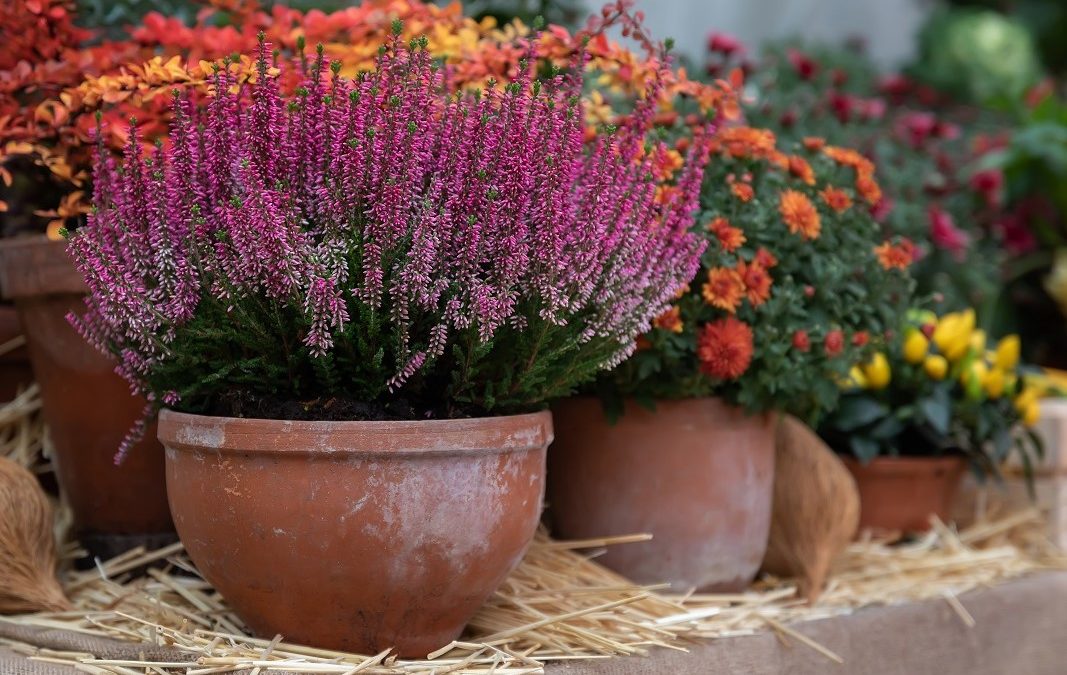 Herbstzauber für Balkon & Terrasse